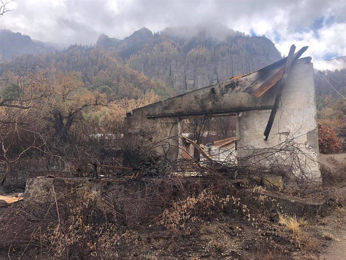 Castaños afectados por el incendio del verano pasado en Tenerife