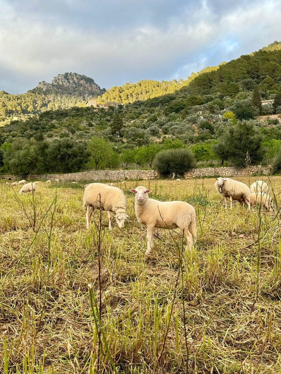 Ovejas