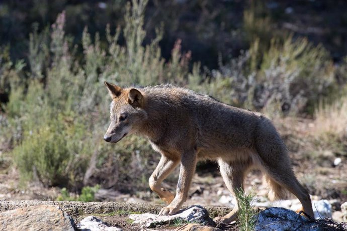 Archivo - Un lobo ibérico del Centro del Lobo Ibérico en localidad de Robledo de Sanabria, en plena Sierra de la Culebra (lugar de mayor concentración de este cánido en el Sur de Europa), en Zamora/Castilla y León (España) a 21 de febrero de 2020.