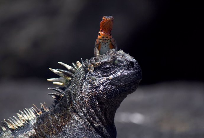 Exposición de Islas Galápagos