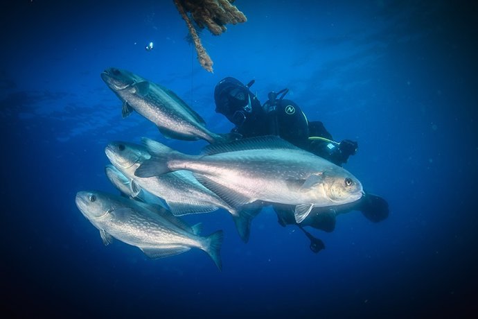 Archivo - Más de 250 organismos colonizan ya 'El Biotop', la primera montaña subacuática del Mediterráneo.