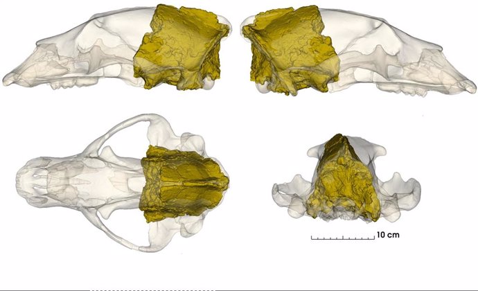 Reconstrucción de un cráneo de Ursus deningeri recuperado en el yacimiento de la Boella