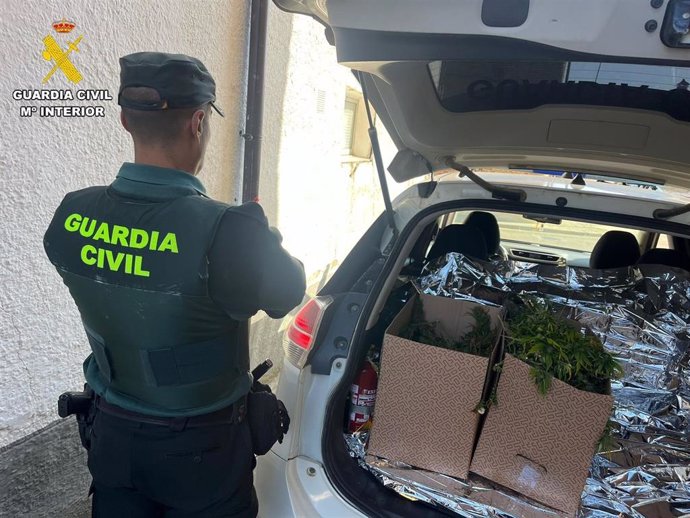 Cogollos incautados al joven detenido en Carrión de los Condes.