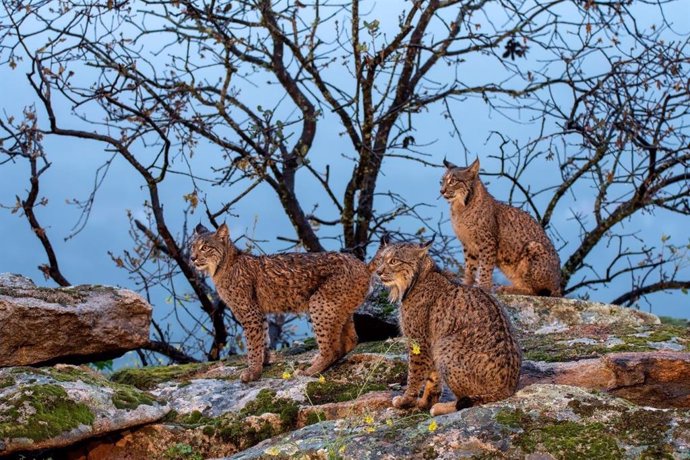 Linces ibéricos.