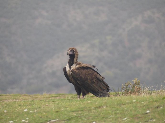 Los participantes podrán observar cómo se alimentan los buitres