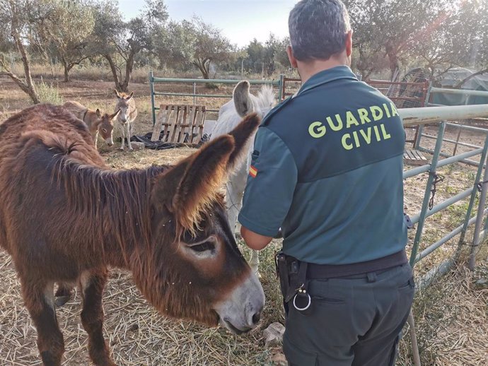 Archivo - Una agente de la Guardia Civil inspecciona la zona tras el robo de material de los Burros Bomberos de Doñana (Huelva).