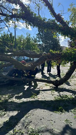 Bomberos de la Comunidad de Madrid trocean y retirar un árbol caído por el viento en Pozuelo de Alarcón.