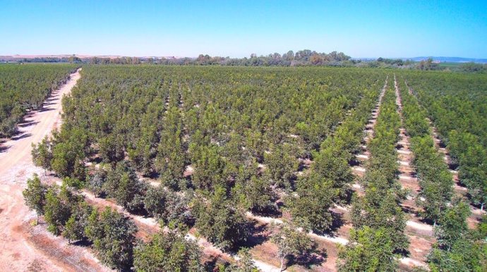 Plantación de nogales