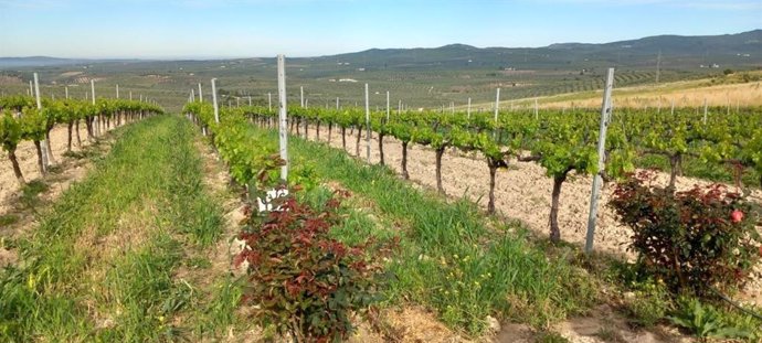 Explotación agraria en Andalucía.