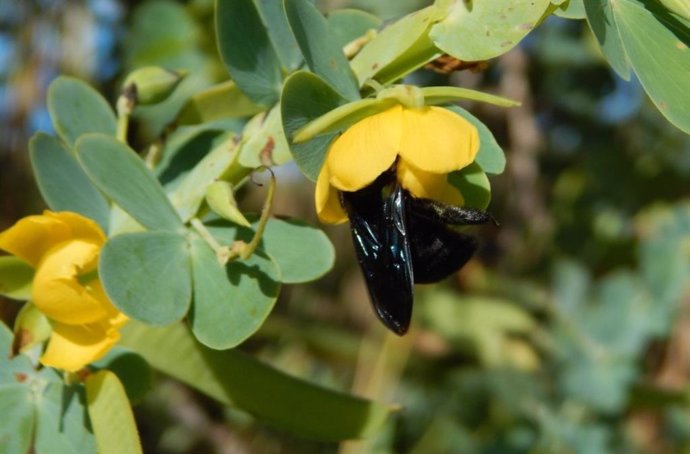 Abejorros hembras visitando flores de Chamaecrista latistipula en estado silvestre. El insecto hace vibrar las partes internas de la flor para extraer granos de polen ricos en proteínas, que se lleva para alimentar a las larvas de la colonia.