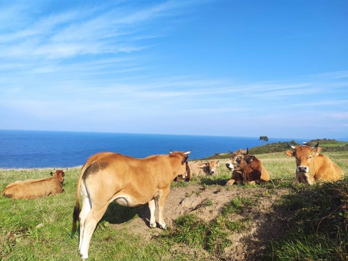 Vacas en un terreno próximo a la costa asturiana