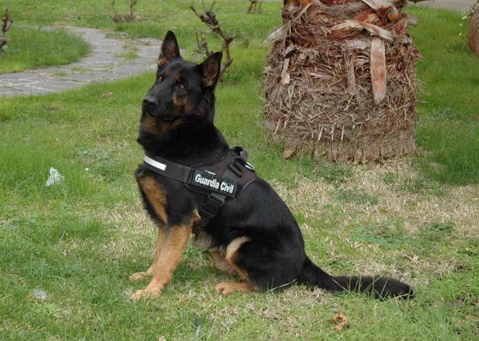 Donald, el perro detector de drogas de la Guardia Civil de Zamora