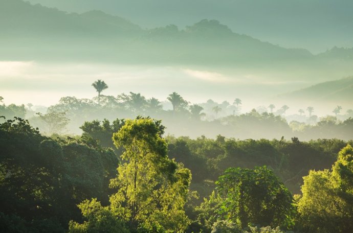 Los ecosistemas tropicales y no tropicales absorben grandes cantidades de carbono que antes se liberaban a la atmósfera a través de las emisiones de CO2 de los seres humanos. Por lo tanto, estos ecosistemas son un amortiguador natural del cambio climático