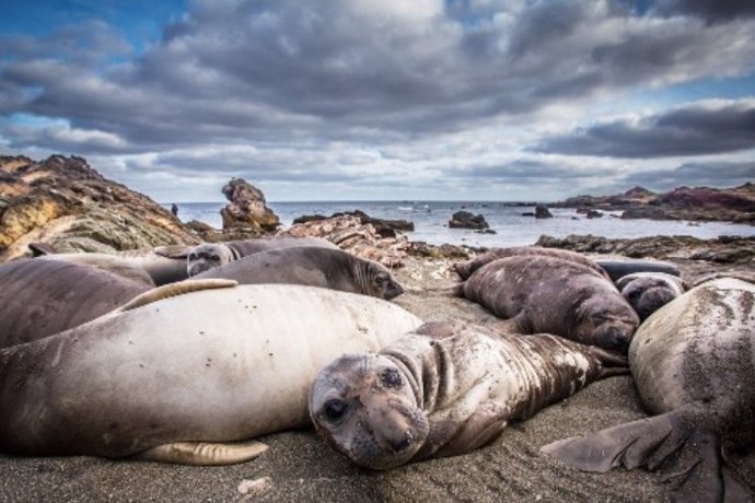 Latam.-Ciencia.-'Cicatrices genéticas' en especies cazadas hasta la casi extinción