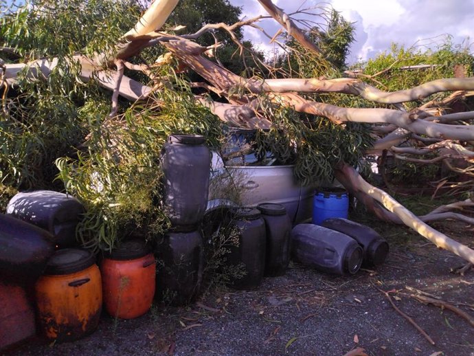 Bomberos retiran un árbol caído sobre un coche en Laredo