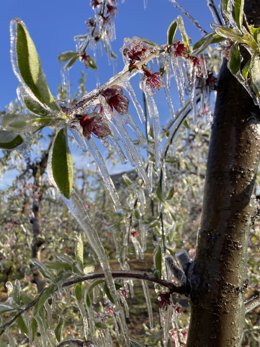 Archivo - Árboles frutales afectados por una helada.