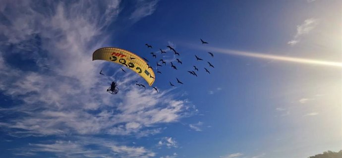 Archivo - Las aves se incorporarán tras su periodo de aclimatación al grupo de 240 Ibis Eremitas ya reintroducidos con "éxito" el pasado año en San Ambrosio.