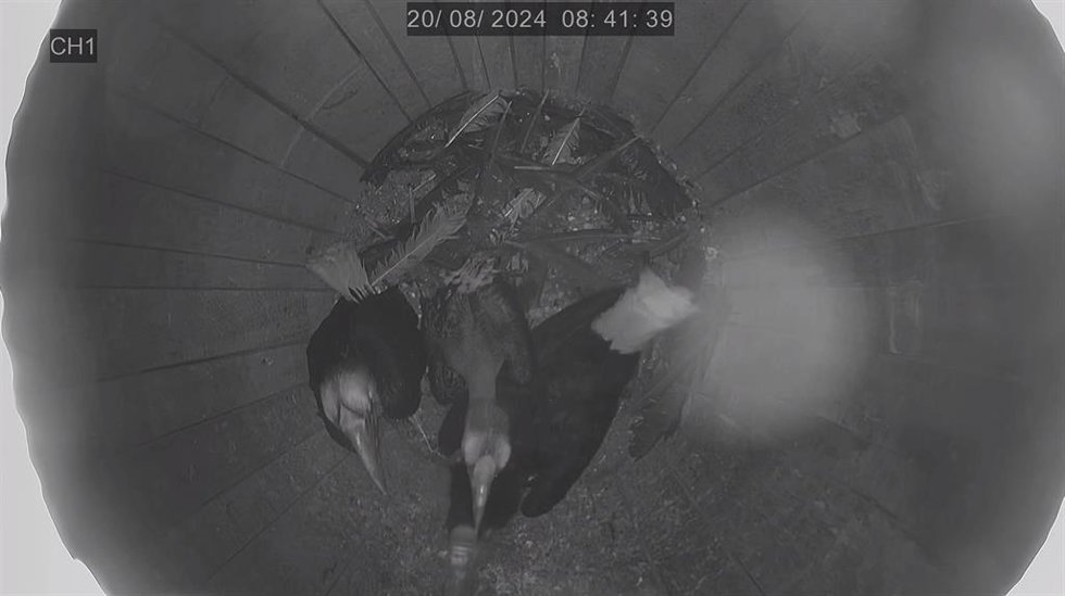 Polluelos de cálao gorginegro en Bioparc Fuengirola dos meses después de su nacimiento.