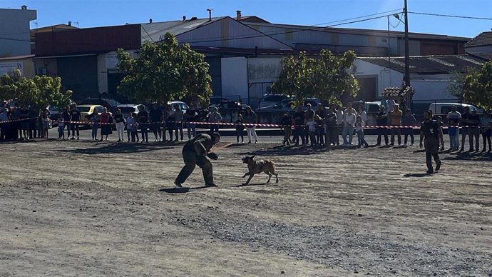 Feria Nacional del Perro y la Caza celebrada este domingo en Ahigal (Cáceres)