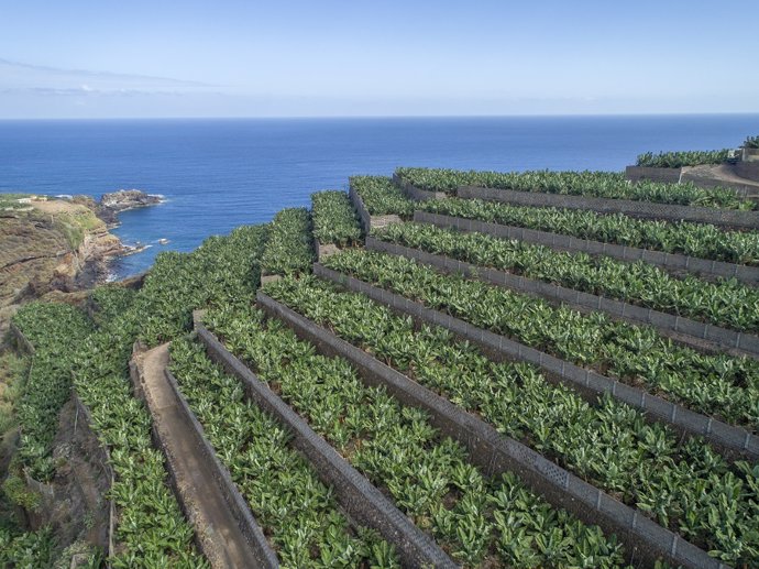 Archivo - Finca de plataneras