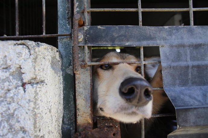 Archivo - Un perro en una de las jaulas de la Sociedad Protectora de animales de Lugo, a 16 de marzo de 2023, en Lugo, Galicia (España). 