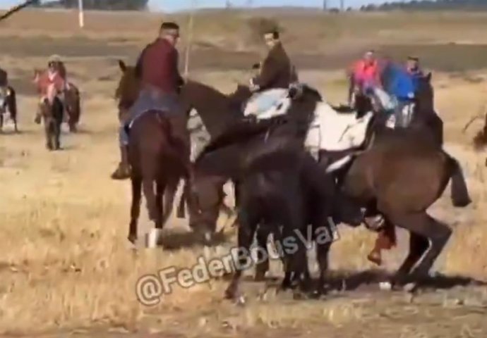 El PACMA denuncia la muerte de un caballo en el encierro de Olmedo (Valladolid) .