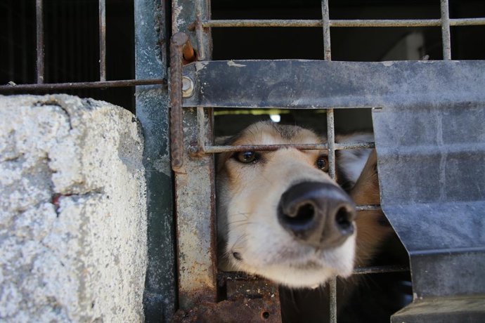 Archivo - Un perro en una de las jaulas de la Sociedad Protectora de animales de Lugo, a 16 de marzo de 2023, en Lugo, Galicia (España). La Sociedad Protectora de animales de Lugo cuenta con casi 200 perros en sus instalaciones. Más de 500 socios y 100 vo