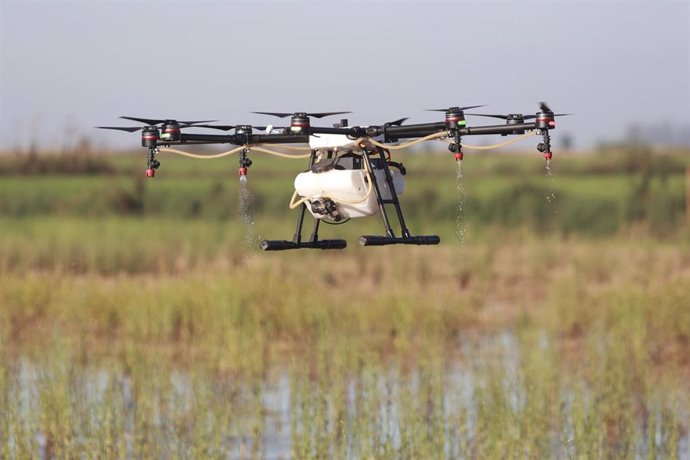 Archivo - Un dron interviene en la campaña para el tratamiento contra los mosquitos que propagan el Virus del Nilo Occidental (VNO) sobre un arrozal. A 13 de agosto de 2024, en La Puebla del Río, Sevilla (Andalucía, España). 