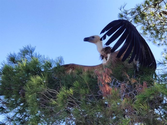 La Junta reintroduce tres buitres leonados en la zona de El Chorro tras su recuperación en las instalaciones del Centro de Recuparación de Especies Amenazadas (CREA) de Málaga.