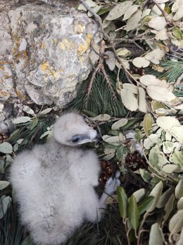 Diputación de Álava refuerza la población de águila Bonelli con la reintroducción de un ejemplar criado en cautividad