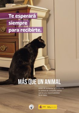 Derechos Sociales pide reflexionar antes de incorporar a animales a la familia: "Piensa que va a ser tu responsabilidad".