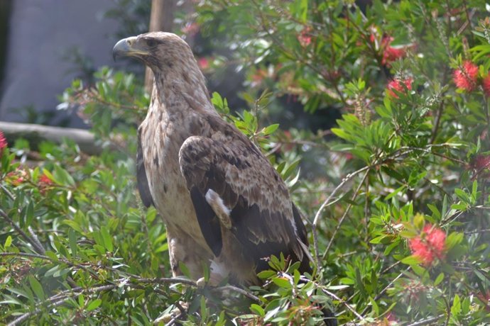 Aguila Imperial 'Iulia'