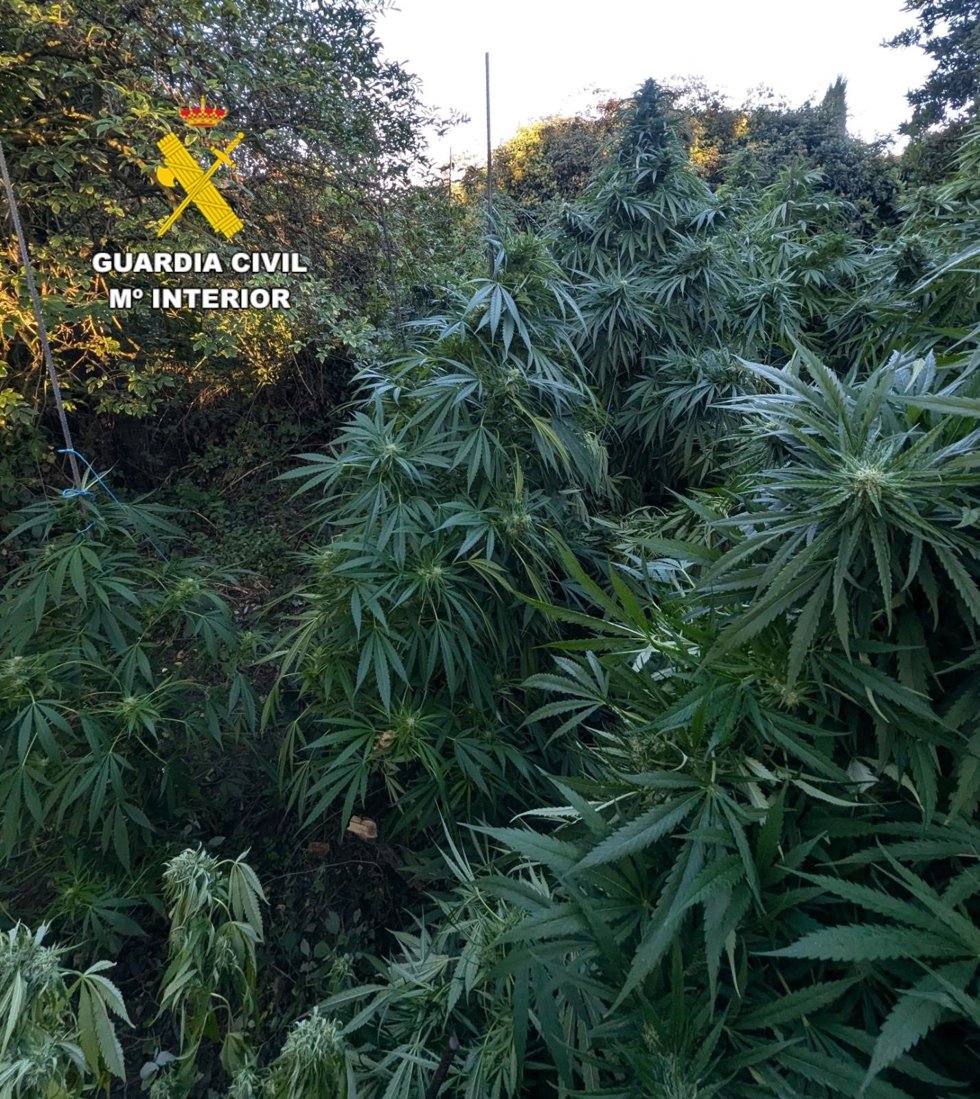 Parte de las plantas incautadas en la operación.
