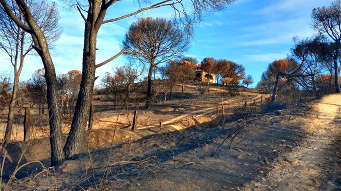 Zona afectada por el incendio forestal de la Sierra de Andújar.