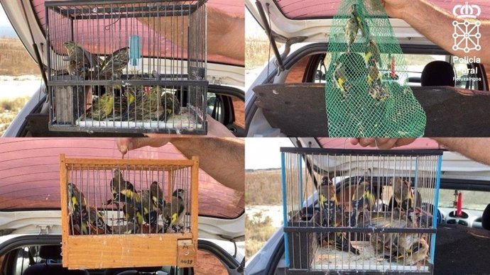 Aves decomisadas cuya venta está prohibida.