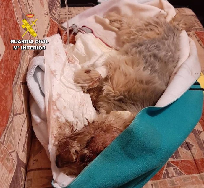 Perro herido tras ser atropellado por una persona en Hellín