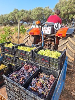 Archivo - Agricultor con parte de la uva recogida en la vendimia de 2024.