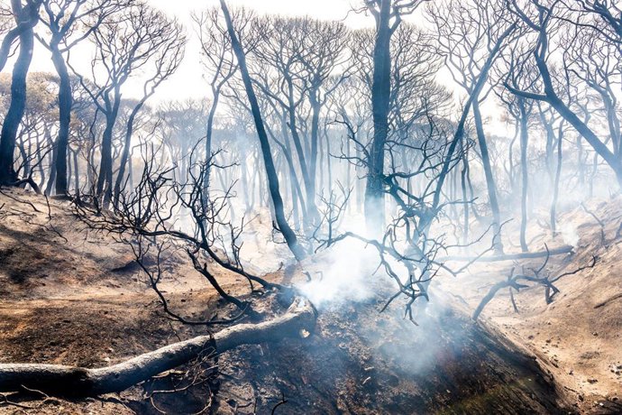 Archivo - Vista del parque de las Canteras tras el incendio declarado el pasado 6 de agosto de 2023.