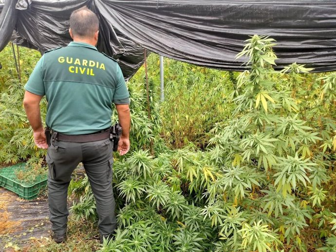 Archivo - Agente de la Guardia Civil junto a una plantación de marihuana, en una imagen de archivo.