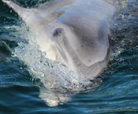 Aparece un delfín muerto de unos 70 kilos en la playa de Torrenueva (Granada)