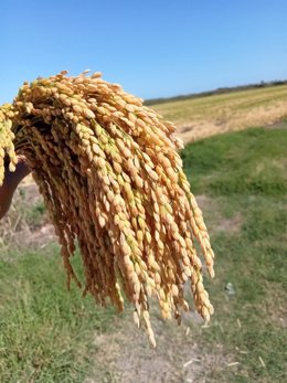 Variedad de arroz 'francés'.