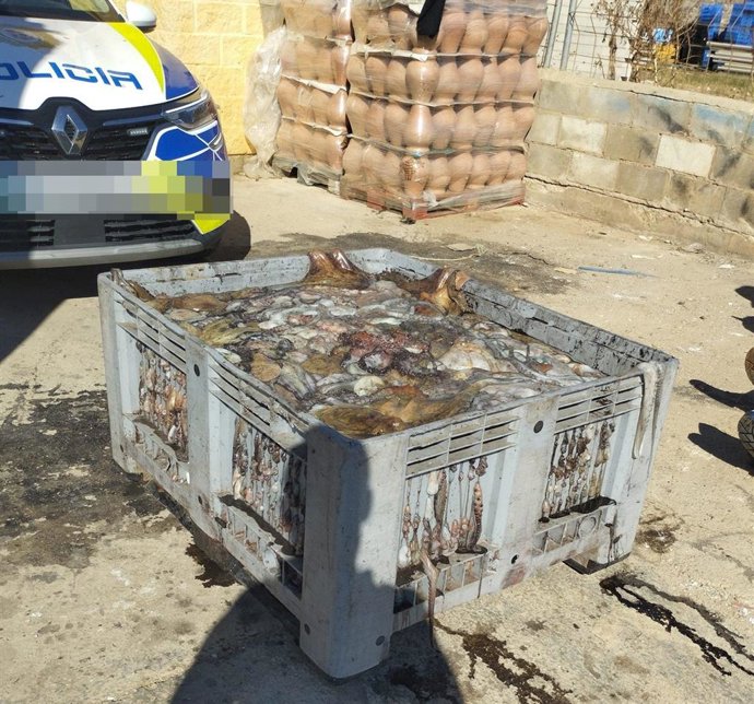 Parte del pulpo intervenido en Isla Cristina.