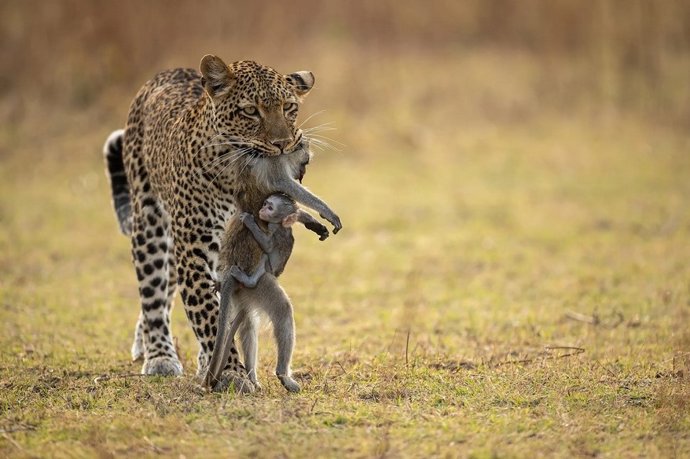 Foto de Igor Altuna que ha recibido un accésit en el Trofeo Argizaiola de fotografía