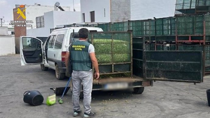 Imagen de las aceitunas intervenidas en La Campana