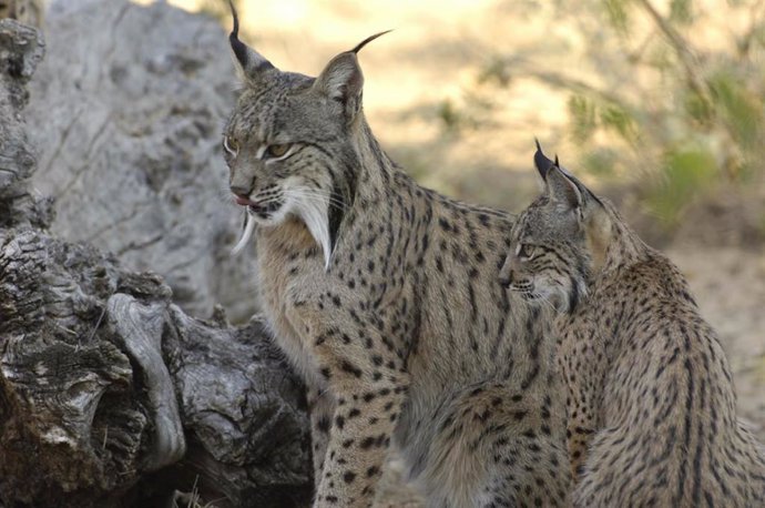 Archivo - Ejemplares de lince ibérico.