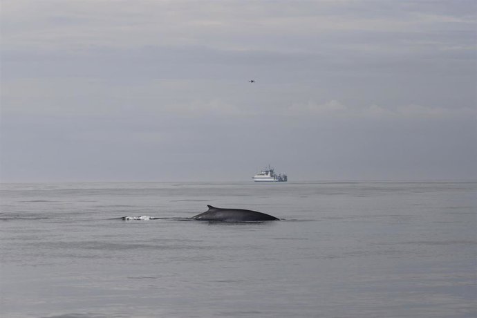 El IEO estudia los rorcuales que visitan aguas de las Rías Baixas.
