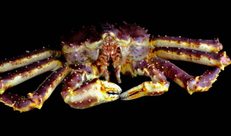 Comunicados Sociedad