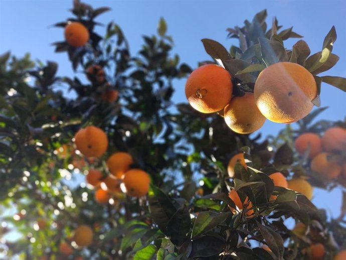 Un naranjo