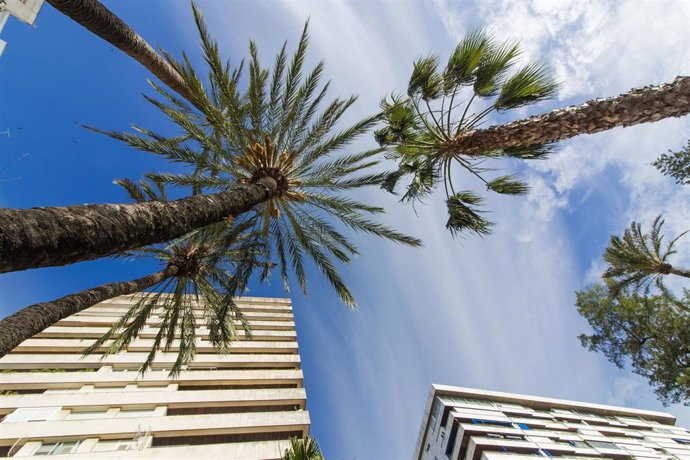 Archivo - Palmeras en Huelva capital.