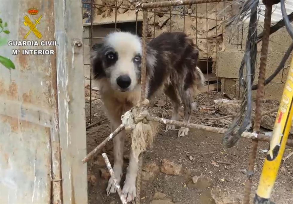 Uno de los perros encerrados en la finca inspeccionada de Ses Salines.